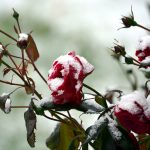 lunta ja ruusuja