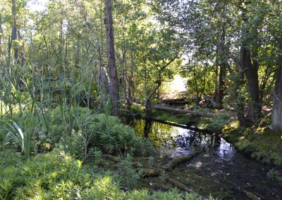 metsä isosaari vallisaari harakka vihreä blogi